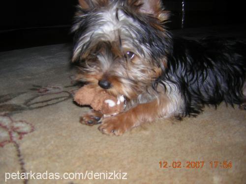 CHICCO Erkek Yorkshire Terrier