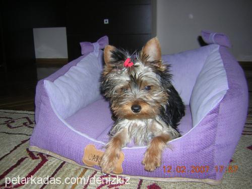 CHICCO Erkek Yorkshire Terrier