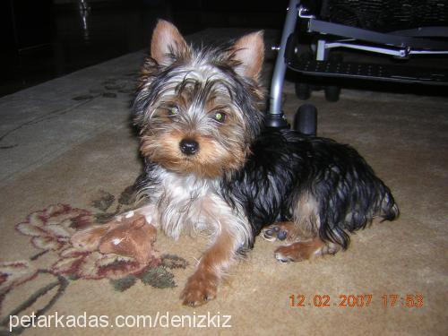 CHICCO Erkek Yorkshire Terrier