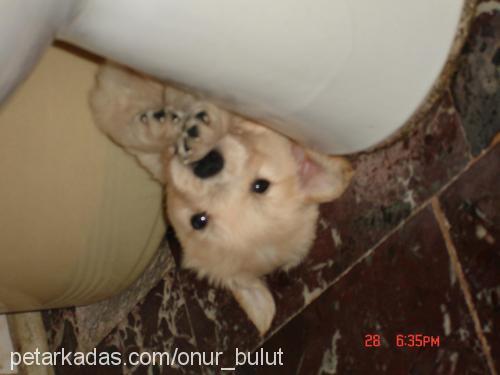 Bulut Erkek Golden Retriever