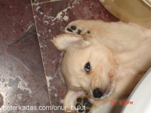 Bulut Erkek Golden Retriever