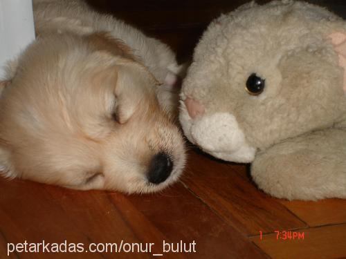 Bulut Erkek Golden Retriever