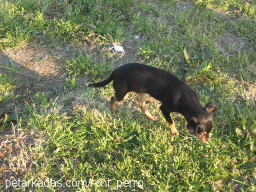 Roni Perro Erkek Minyatür Pinscher