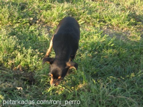 Roni Perro Erkek Minyatür Pinscher