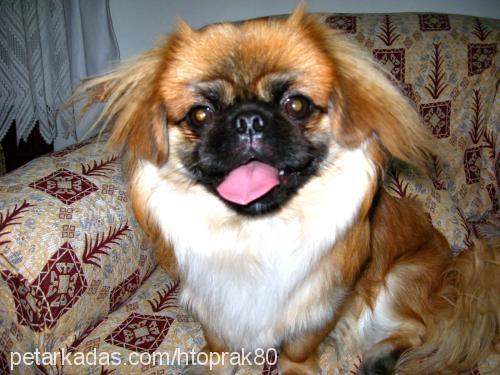 zeytin Erkek Pekingese