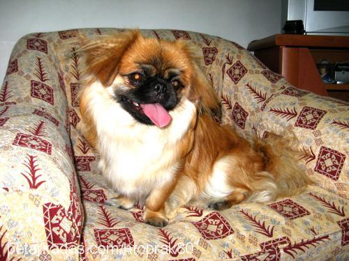 zeytin Erkek Pekingese