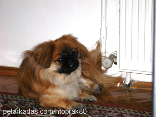 zeytin Erkek Pekingese