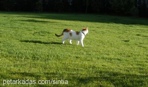 cincin Dişi Tekir Kedi