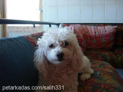 Mandy Dişi Poodle (Minyatür Kaniş)