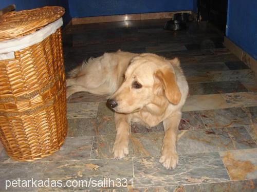 Gümüs Dişi Golden Retriever