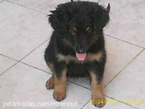 rasha Dişi Labrador Retriever