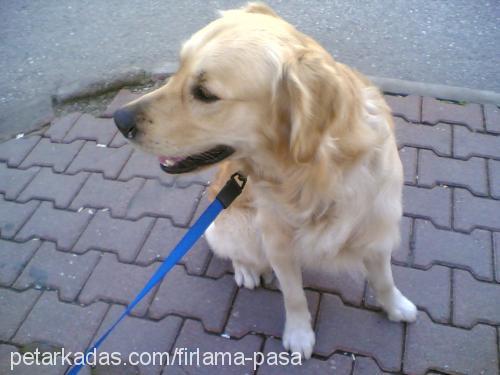 pasa Erkek Golden Retriever