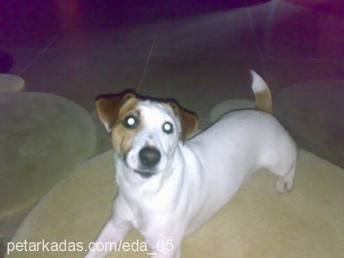 korsan Erkek Jack Russell Terrier