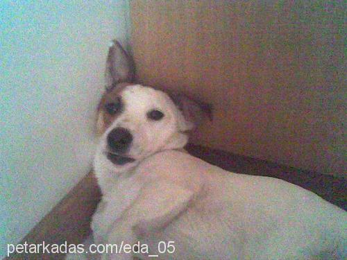 korsan Erkek Jack Russell Terrier