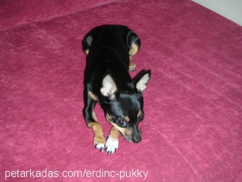 pukky Dişi Minyatür Pinscher