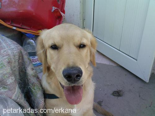 Tarçın Erkek Golden Retriever