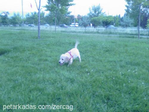 asya Dişi Golden Retriever