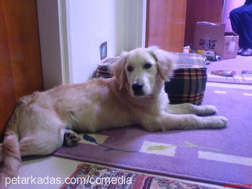 Lokum Erkek Golden Retriever