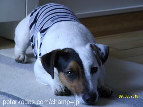 mylo Erkek Jack Russell Terrier