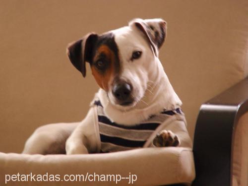 mylo Erkek Jack Russell Terrier