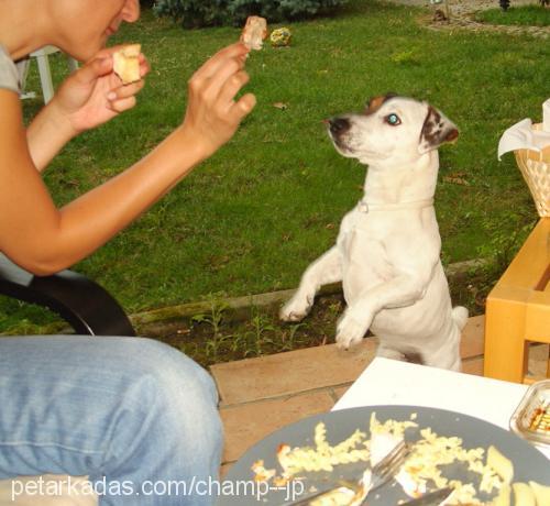 mylo Erkek Jack Russell Terrier