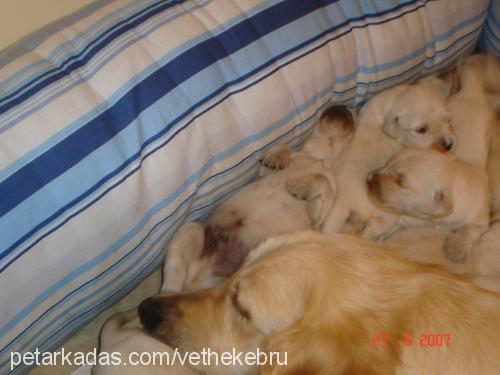 Dora'nın yavrul Dişi Golden Retriever