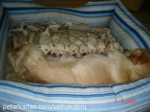 Dora'nın yavrul Dişi Golden Retriever