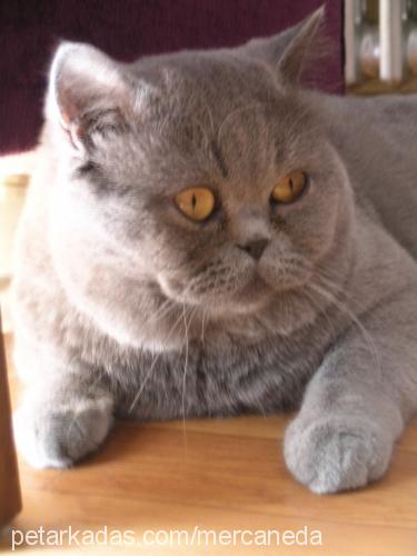 mercanshort Erkek British Shorthair