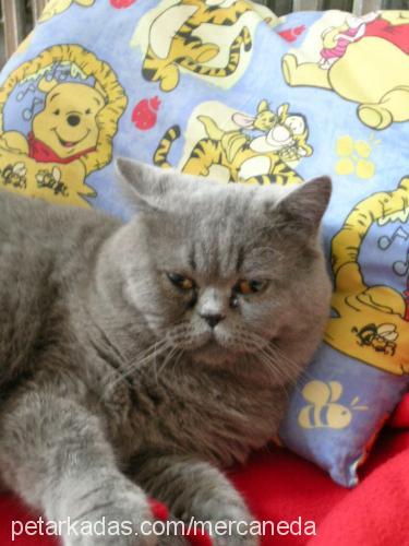 mercanshort Erkek British Shorthair