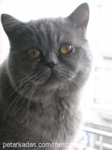 mercanshort Erkek British Shorthair