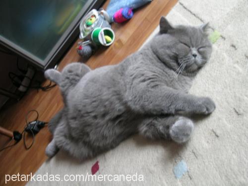 mercanshort Erkek British Shorthair