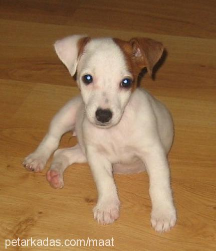 GAIA Dişi Jack Russell Terrier