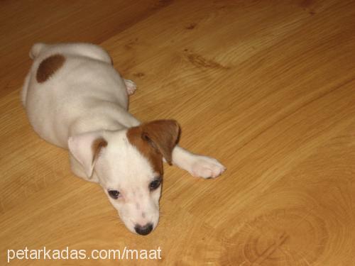 GAIA Dişi Jack Russell Terrier