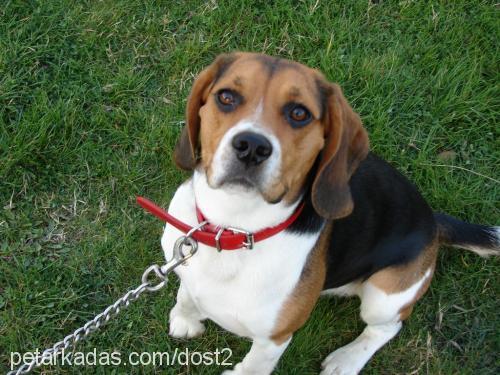 dost Erkek Beagle