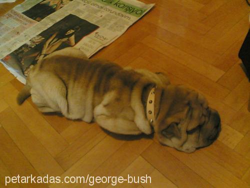 george Erkek Çin Shar-Pei