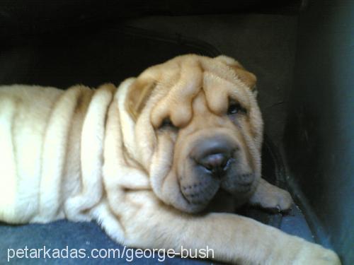 george Erkek Çin Shar-Pei