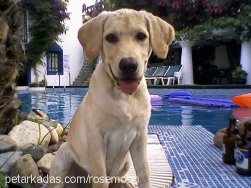 harley Dişi Labrador Retriever