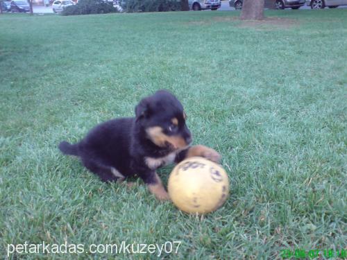 sultan Dişi Rottweiler