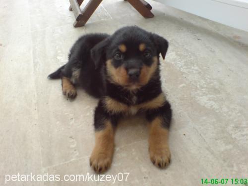 sultan Dişi Rottweiler