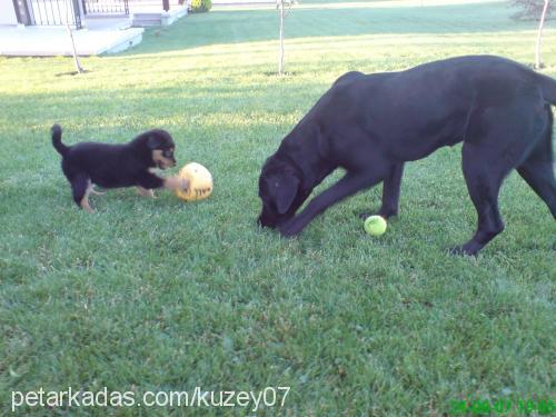 sultan Dişi Rottweiler