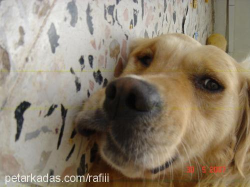 rafiii Erkek Golden Retriever