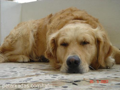 rafiii Erkek Golden Retriever