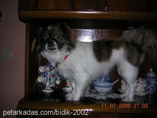 BIDIK Dişi Tibetli Spaniel