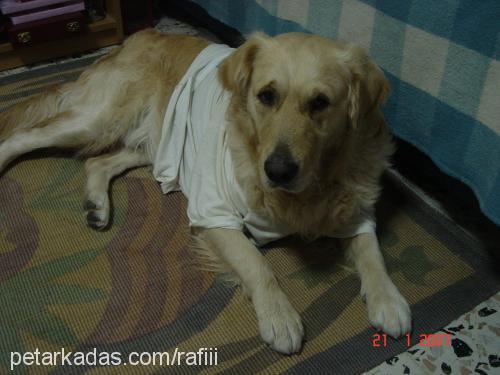 rafiii Erkek Golden Retriever