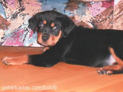 Bold Erkek Rottweiler