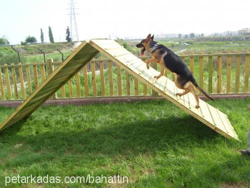 dorianvonakabey Erkek Alman Çoban Köpeği