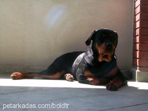 Bold Erkek Rottweiler