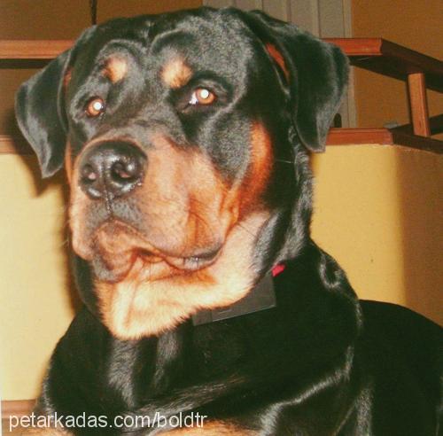 Bold Erkek Rottweiler