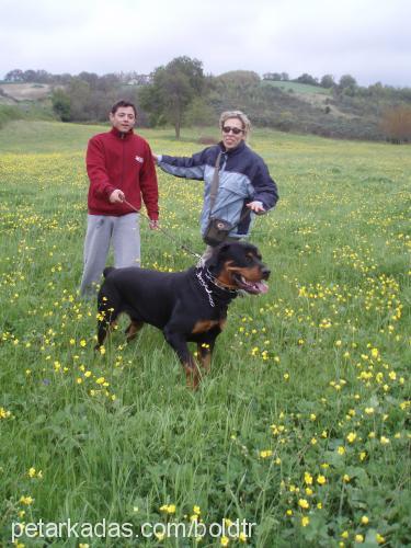 Bold Erkek Rottweiler