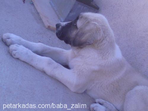 ZaLıM Erkek Kangal